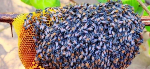 Mật ong nhà Trọng